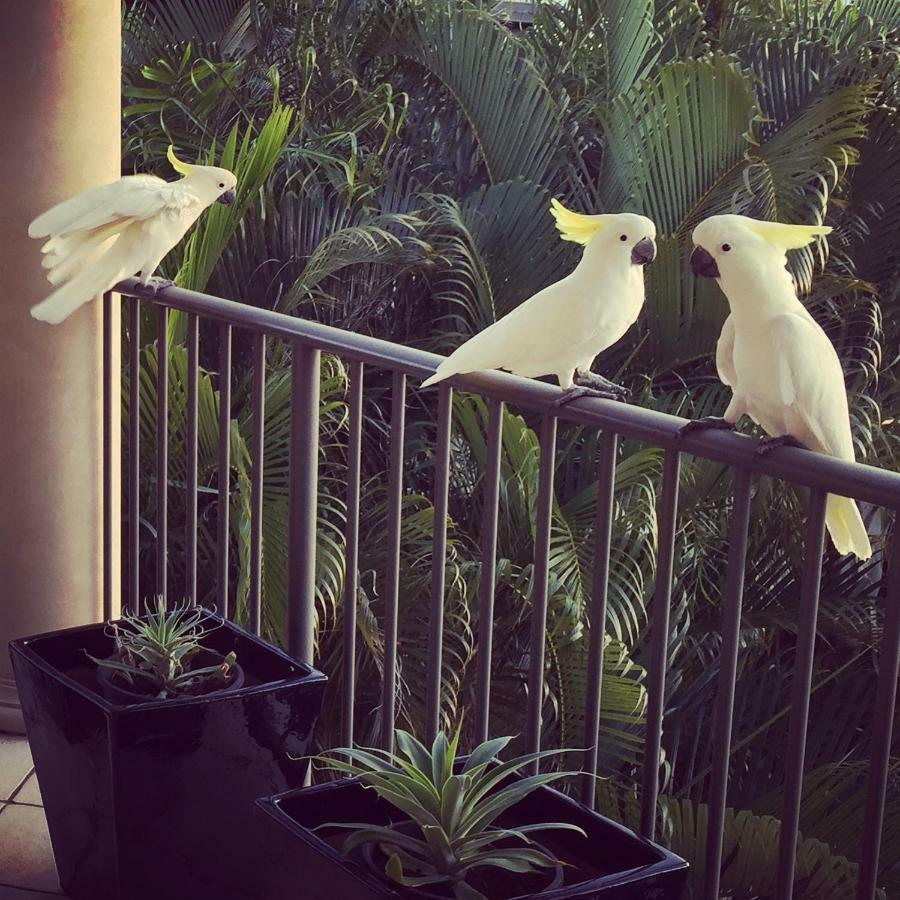 Island Views Bed & Breakfast Airlie Beach Exterior foto